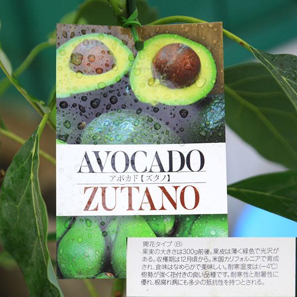庭木 植木 果樹 苗木：アボカド（あぼかど）苗 品種お選びください
