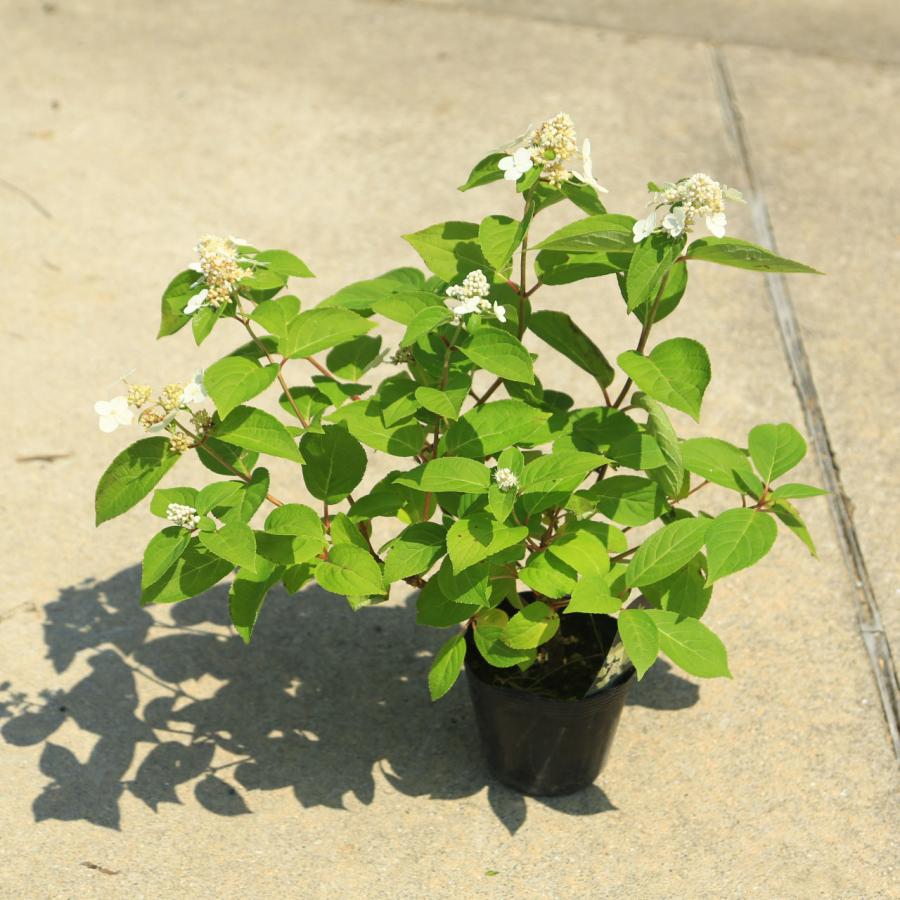 庭木・植木：ノリウツギ ピラミッドアジサイ*5号ポット のりうつぎ