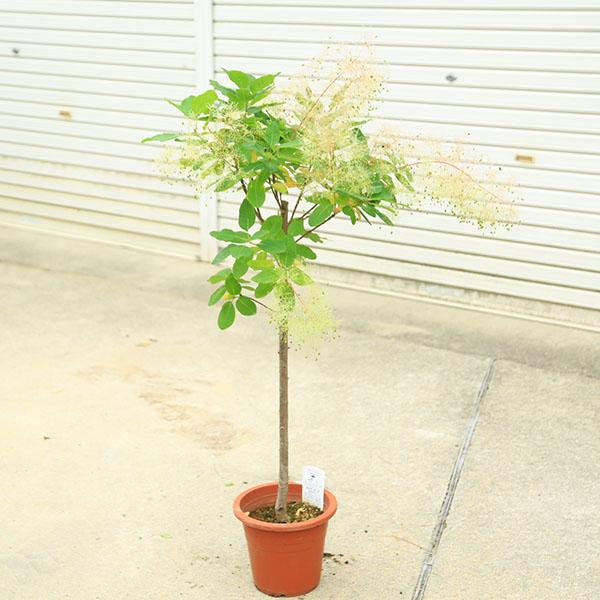 庭木 植木 苗：スモークツリー *(煙の木)ホワイトボール 現品限り 8号