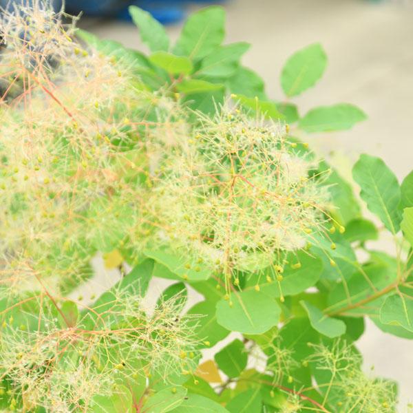 庭木 植木 苗：スモークツリー *(煙の木)ホワイトボール 現品限り 8号