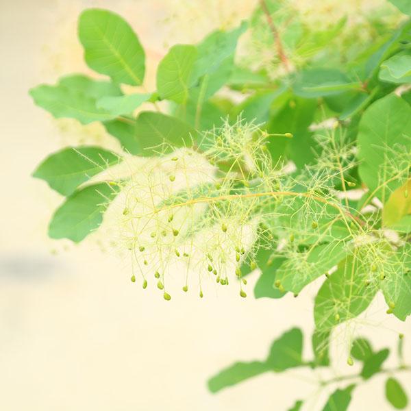 スモークツリー 苗木 庭木 植木 苗：スモークツリー (煙の木)ホワイトボール* 現品限り 8号