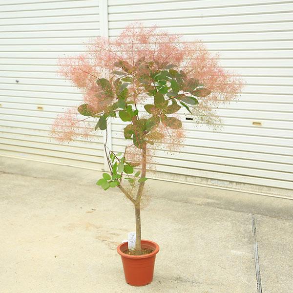 庭木 植木：スモークツリー (煙の木)グレース*8号 現品限り！ ヤマト便
