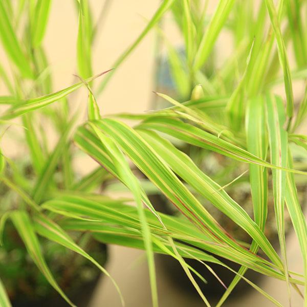 庭木・植木 グランドカバー：斑入り風知草* 白斑（ふいりふうちそう