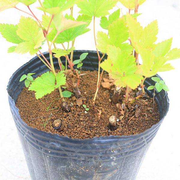 山野草　キイチゴ　木苺　ハスノハイチゴ　奈良県産 山野草 キイチゴ 木苺 ハスノハイチゴ 奈良県産 山野草 キイチゴ