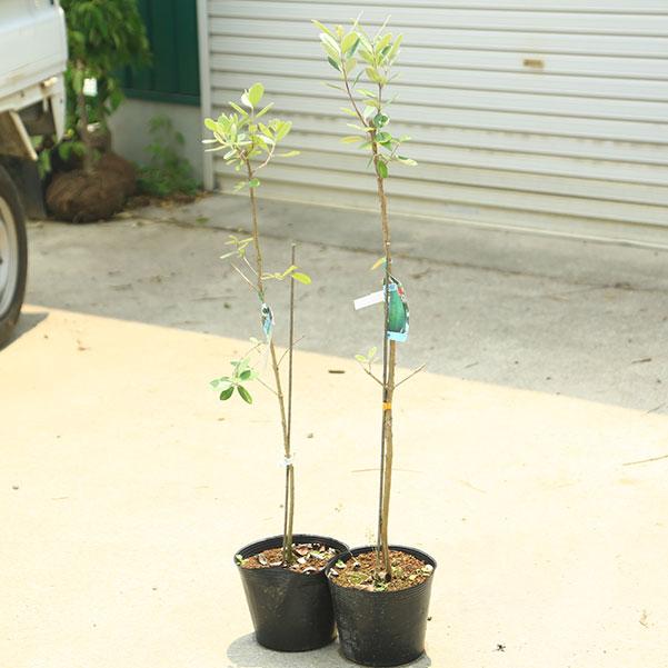 庭木 植木 果樹 苗：フェイジョア*（ジェミニとアポロ）2株セット 6号