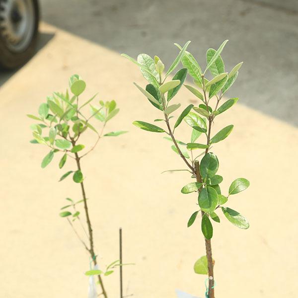 庭木 植木 果樹 苗：フェイジョア*（ジェミニとアポロ）2株セット 6号