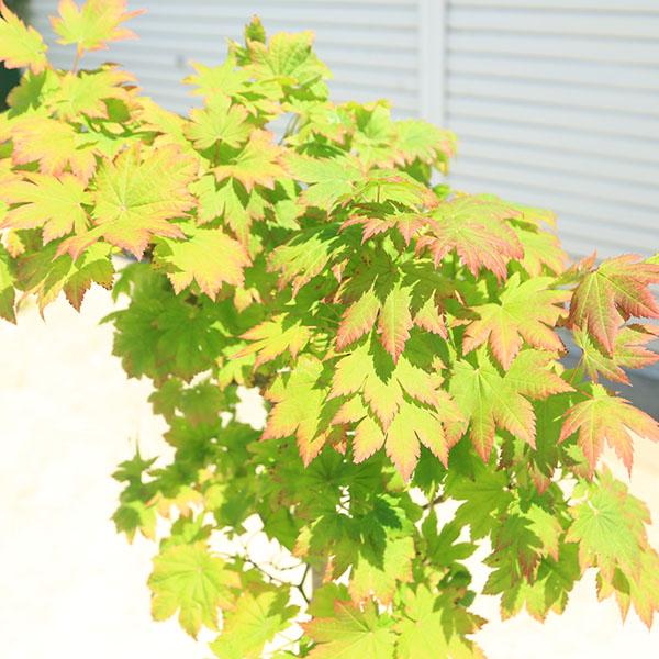 庭木・植木：イタヤもみじ*（青板屋モミジ）イタヤカエデ 紅葉 硬質