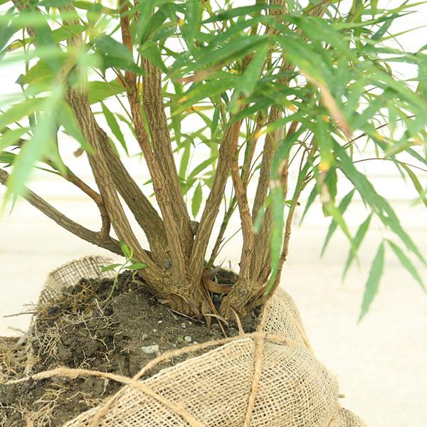 庭木・植木：マホニアコンフューサー（細葉柊南天）ホソバ