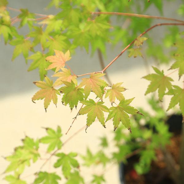 現品限り 庭木 植木：イロハもみじ*（いろはもみじ）紅葉 樹高約