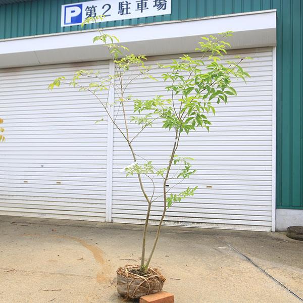 庭木：アオダモ（コバノトネリコ）現品限り* 樹高170cm 全高180cm
