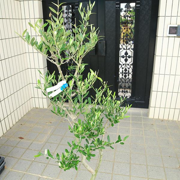 特選庭木・植木：オリーブ（ルッカ）太幹 安心の8号ポット植え *全高