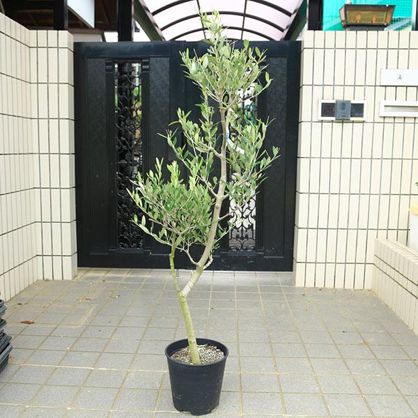 特選庭木・植木：オリーブ（ルッカ）太幹 安心の8号ポット植え *全高