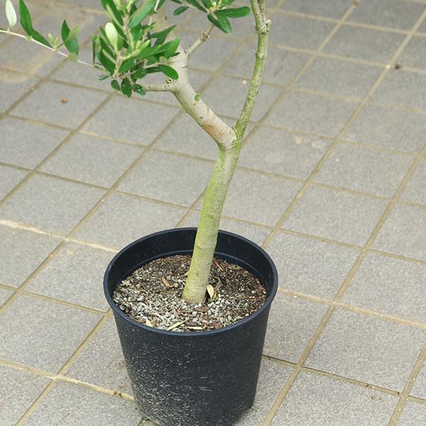 特選庭木・植木：オリーブ（ルッカ）太幹 安心の8号ポット植え *全高