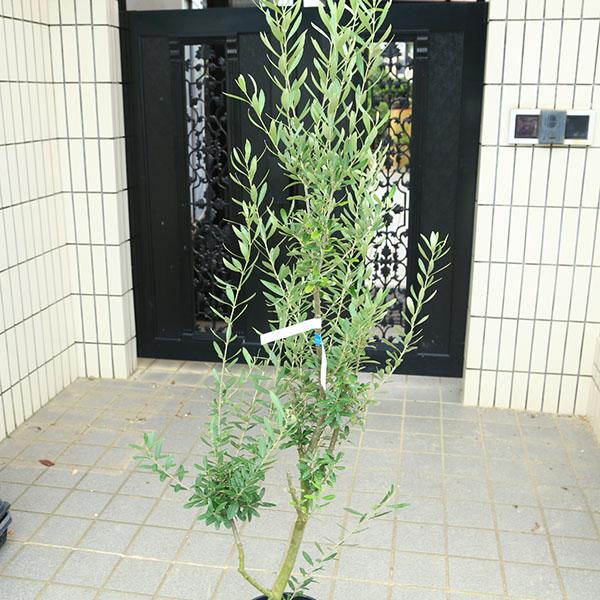 特選庭木・植木：オリーブ（シプレッシーノ）太幹 安心の8号ポット植え