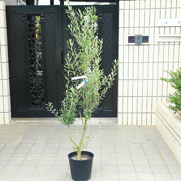 特選庭木・植木：オリーブ（シプレッシーノ）太幹 安心の8号ポット植え