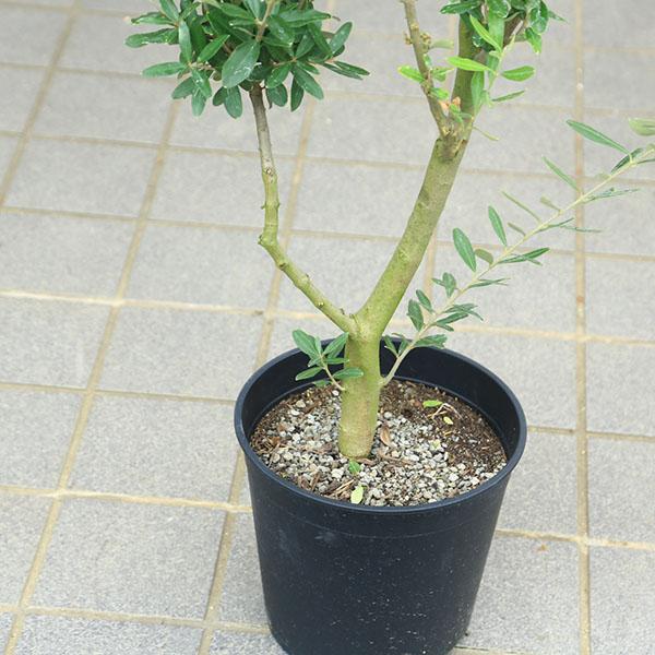 特選庭木・植木：オリーブ（シプレッシーノ）太幹 安心の8号ポット植え