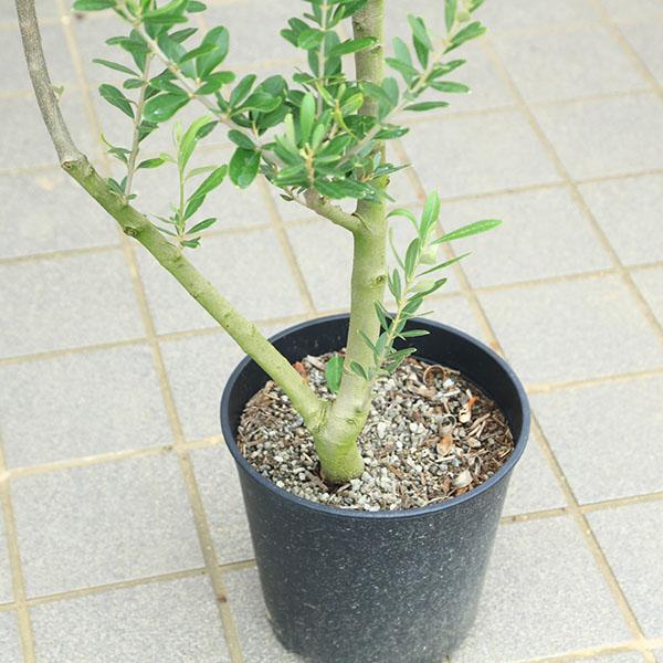 特選庭木・植木：オリーブ（シプレッシーノ）太幹 安心の8号ポット植え 