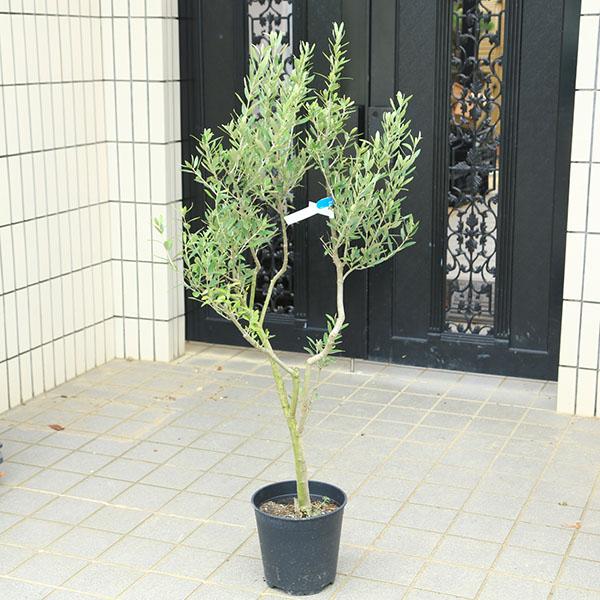 特選庭木・植木：オリーブ（シプレッシーノ）太幹 安心の8号