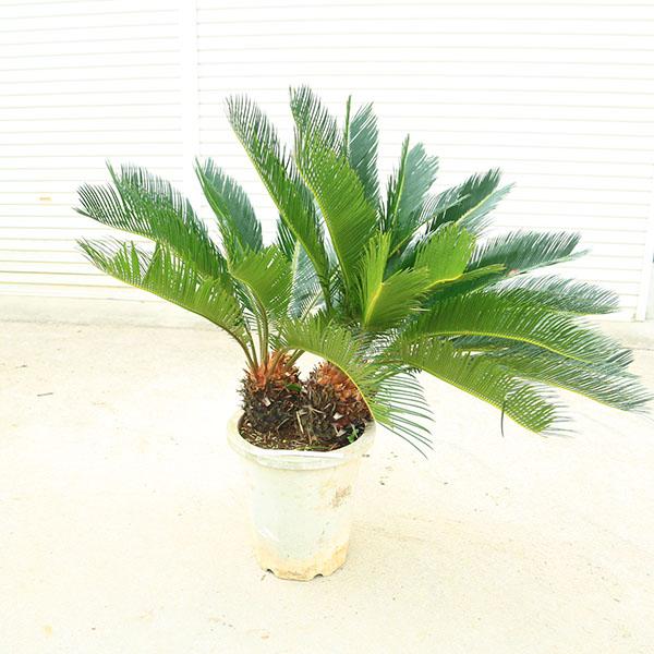 特選庭木・植木 ソテツ：蘇鉄*12号 カップルソテツ ダブルヘッド 全高