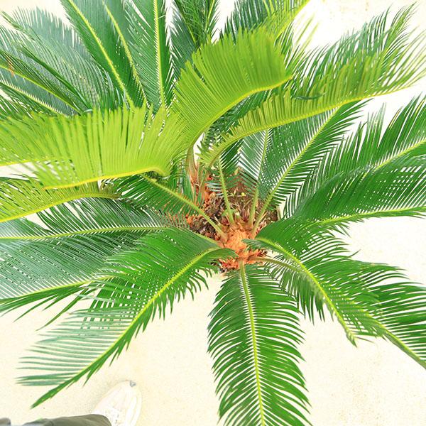 特選庭木・植木 ソテツ：蘇鉄*12号 カップルソテツ ダブルヘッド 全高