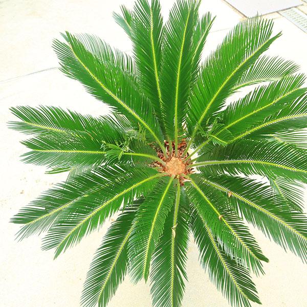 特選庭木・植木 ソテツ：蘇鉄*12号 カップルソテツ ダブルヘッド 全高