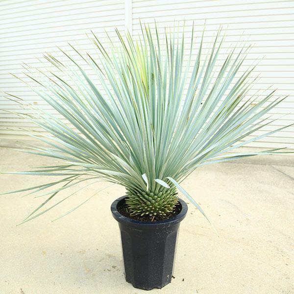 特選庭木・植木 ユッカ ロストラータ：*11号 全高110cm 現品限り