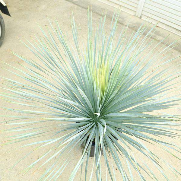 特選庭木・植木 ユッカ ロストラータ：*11号 全高110cm 現品限り