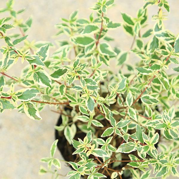 庭木苗・植木苗：アベリア（コンフェッティ）あべりあ 斑入りアベリア