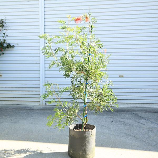 庭木・植木：グレビレア（ココナッツアイス）現品限り！ 樹高110cm