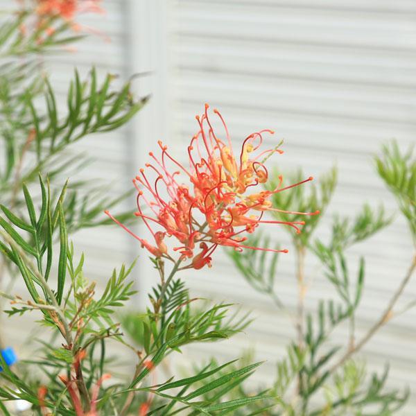 庭木・植木：グレビレア（ココナッツアイス）現品限り！ 樹高110cm