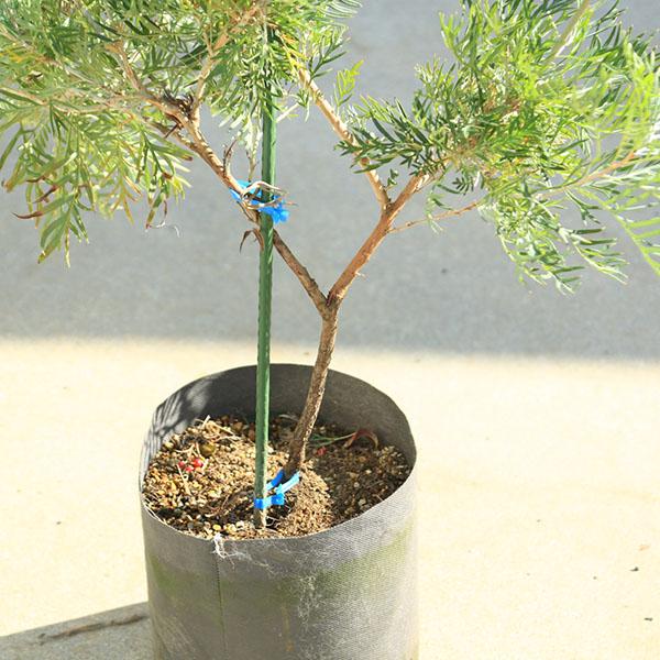庭木・植木：グレビレア（ココナッツアイス）現品限り！ 樹高120cm