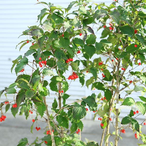 庭木 植木：特選 男ヨウゾメ 大株 樹高160cm *現品をお届け