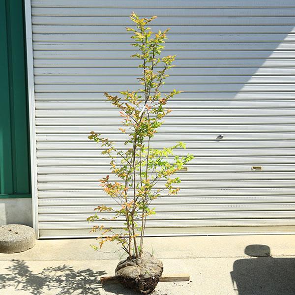 希少庭木・植木：ナツハゼ（なつはぜ）* 現品限り！ 樹高：約140cm