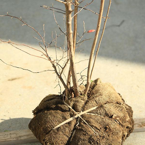 希少庭木・植木：ナツハゼ（なつはぜ）* 現品限り！ 樹高：約140cm