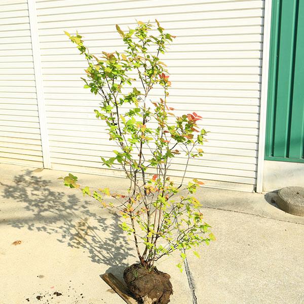 希少庭木・植木：ナツハゼ（なつはぜ）* 現品限り！ 樹高：約130cm
