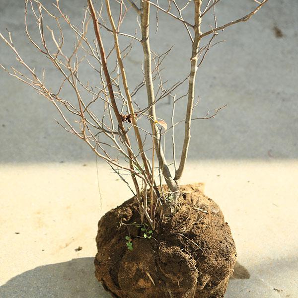 希少庭木・植木：ナツハゼ（なつはぜ）* 現品限り！ 樹高：約130cm