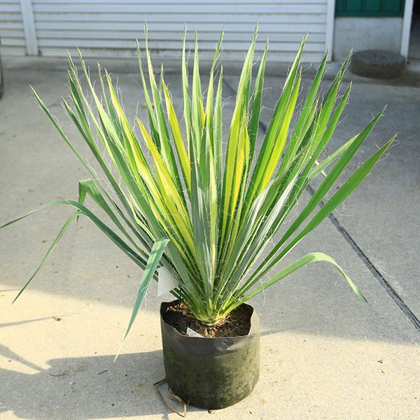 ユッカ ゴールデンソード 観葉植物 8号鉢 庭木・植木：ユッカ・フィラメントーサ（ゴールデンソード）ゴールデン