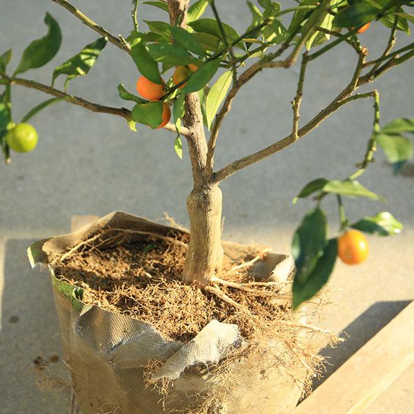 庭木 植木 果樹 苗木：キンカン（金柑）大株 樹高：110cm 現品限り