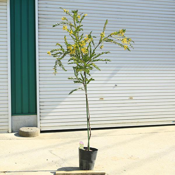 庭木 植木：アカシア（テレサ） ミモザ 現品限り！* 矮性アカシア 7号