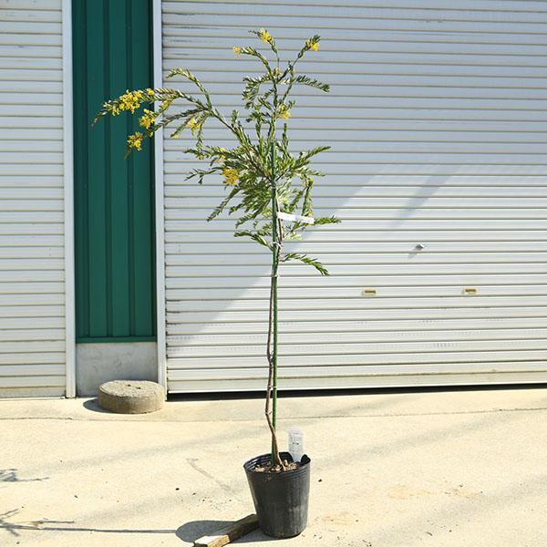 庭木 植木：アカシア（テレサ） ミモザ 現品限り！* 矮性アカシア 7号