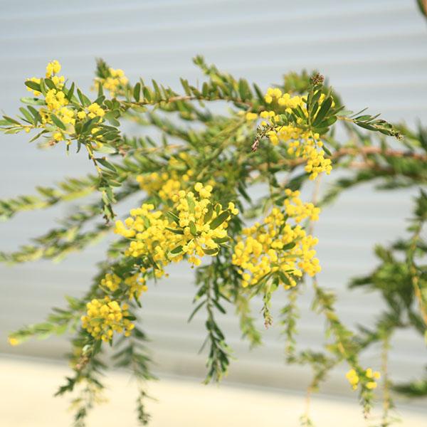 庭木 植木：アカシア（テレサ） ミモザ 現品限り！* 矮性アカシア 7号