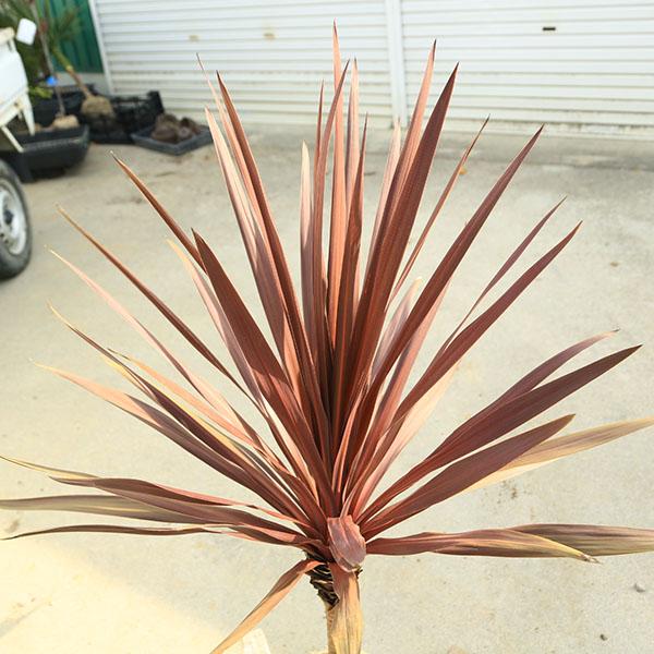 赤ドラセナ　レッドスター小 赤ドラセナ レッドスター小 【公式通販】