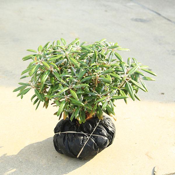 庭木・植木：屋久島石楠花（やくしましゃくなげ）屋久島シャクナゲ