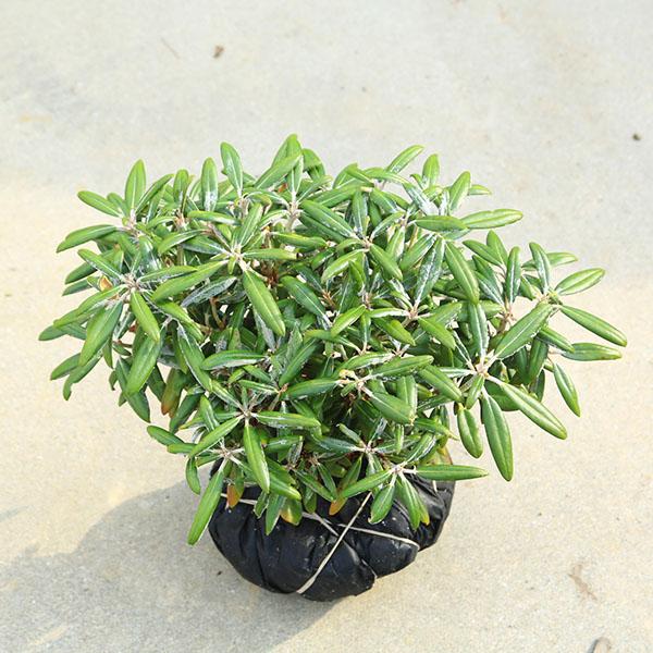 庭木・植木：屋久島石楠花（やくしましゃくなげ）屋久島シャクナゲ