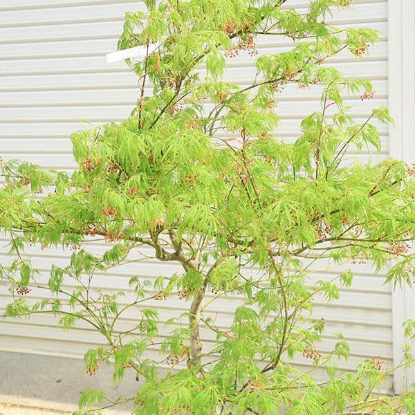 庭木：青しだれもみじ(枝垂れ紅葉) 青枝垂れ紅葉 樹高150cm 佐川急便