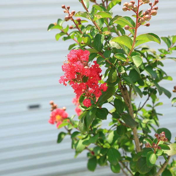 庭木・植木・シンボルツリー：サルスベリ（百日紅）赤花系 *佐川急便