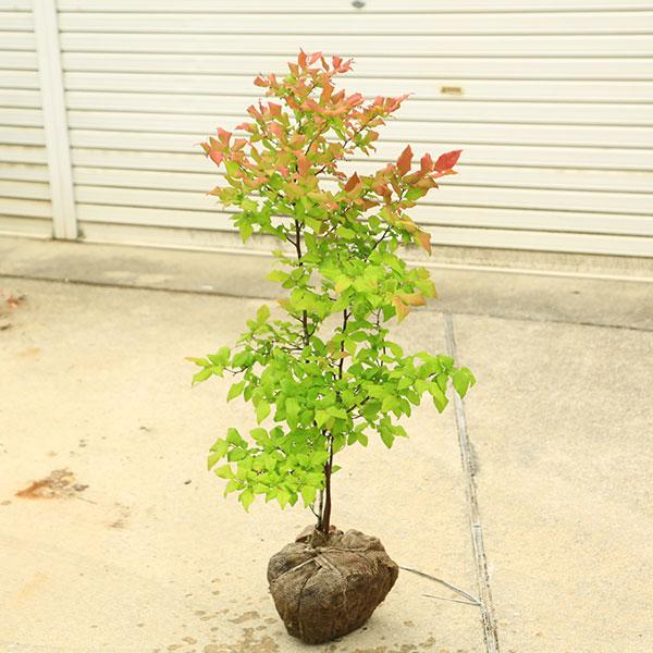 希少庭木・植木：ナツハゼ（なつはぜ）夏櫨* 当店おまかせ 樹高：約