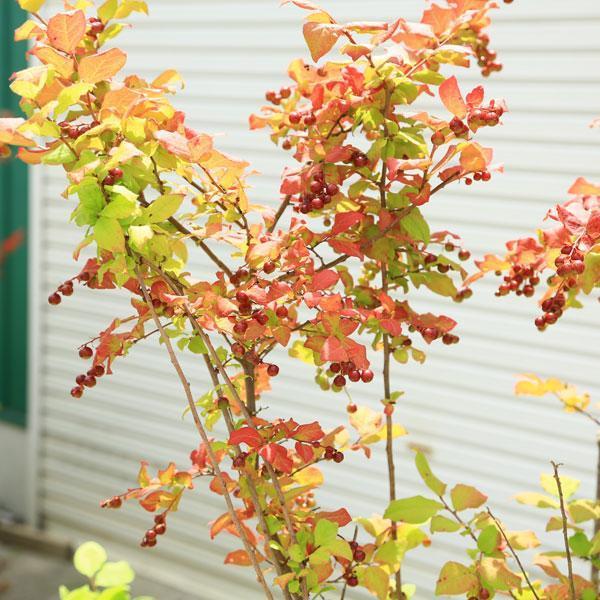 希少庭木・植木：ナツハゼ（なつはぜ）夏櫨* 当店おまかせ 樹高：約