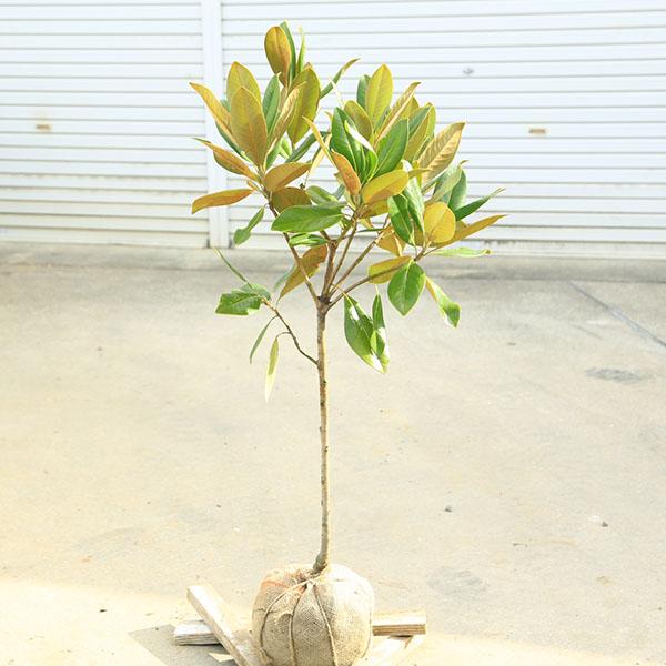 庭木・植木：タイサンボク（ホソバタイサンボク）たいさんぼく 泰山木 