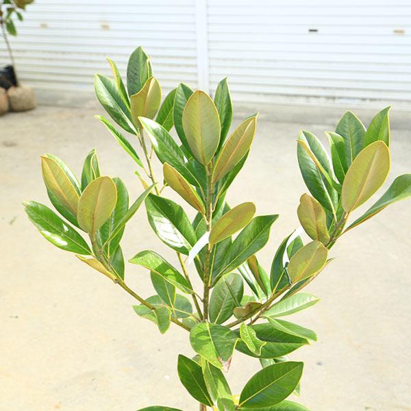 庭木・植木：タイサンボク（ホソバタイサンボク）たいさんぼく 泰山木